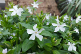 Vinca difformis RCP3-2021 (43).jpg